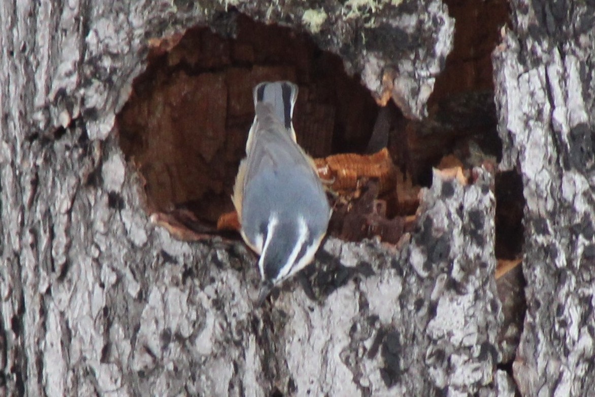 Red-breasted Nuthatch - ML646689026