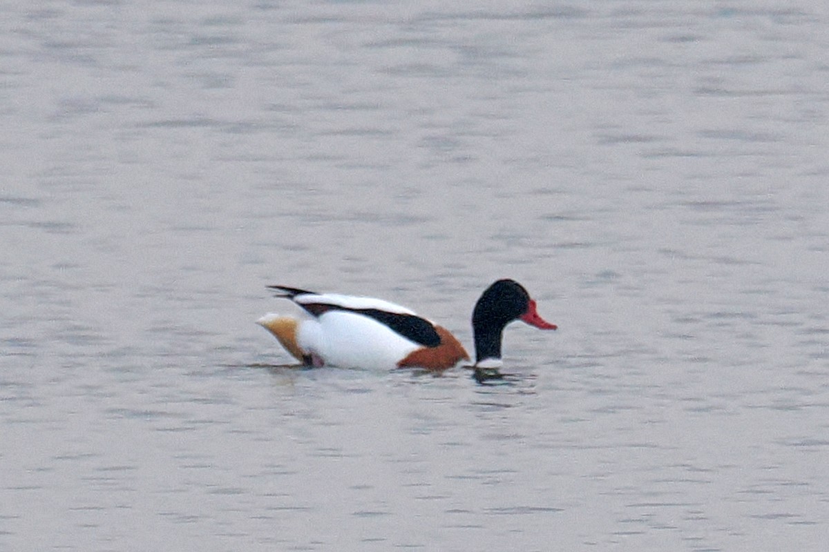Common Shelduck - ML646689027
