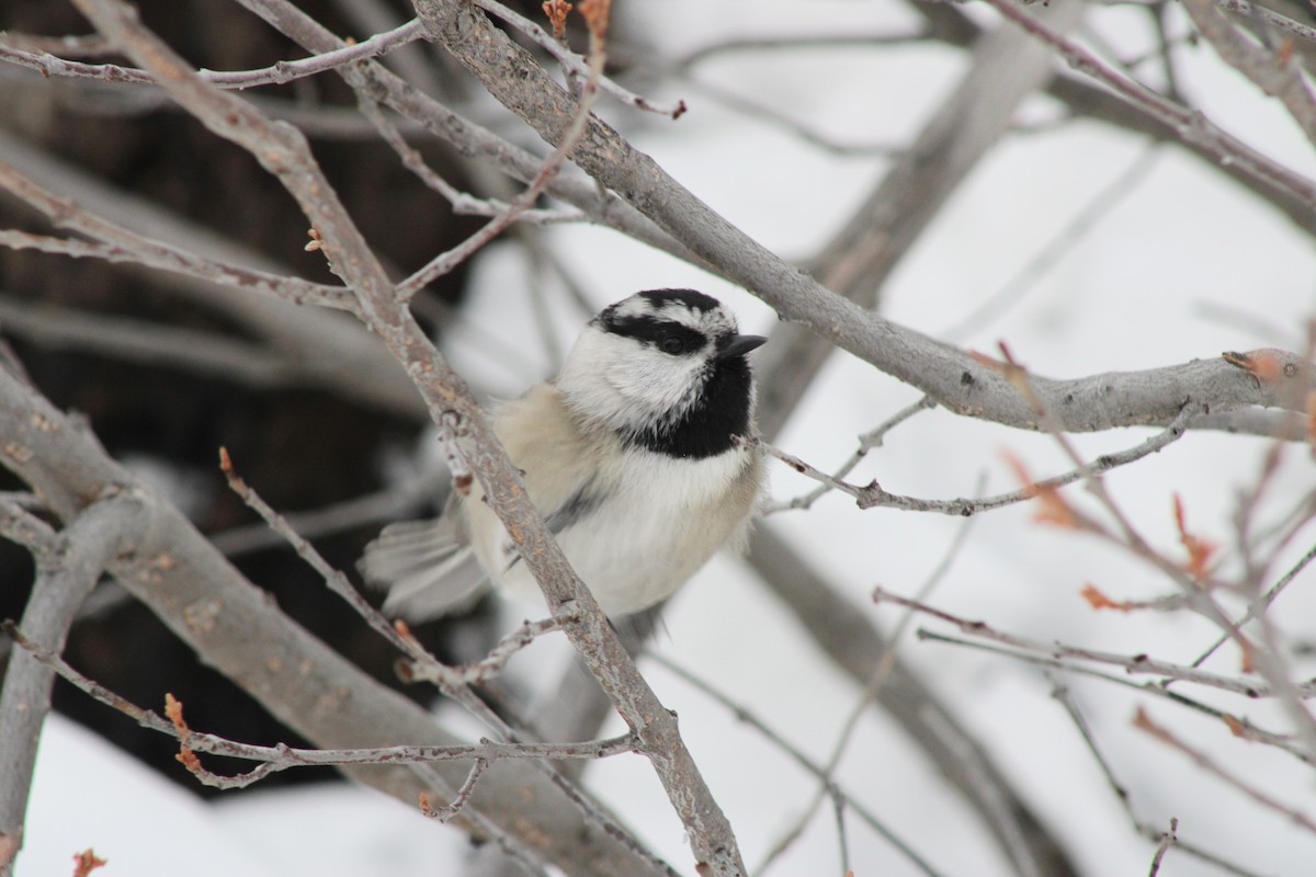 Mountain Chickadee - ML646689029