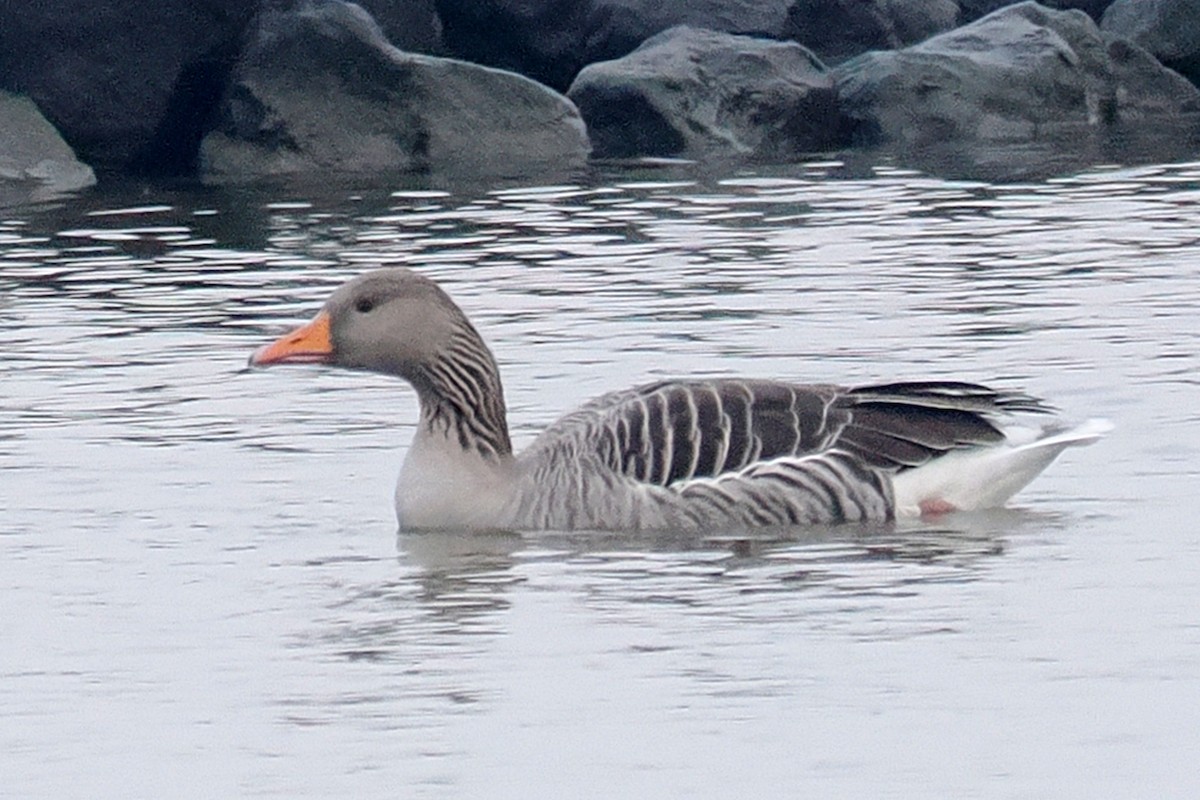 ハイイロガン - ML646689034