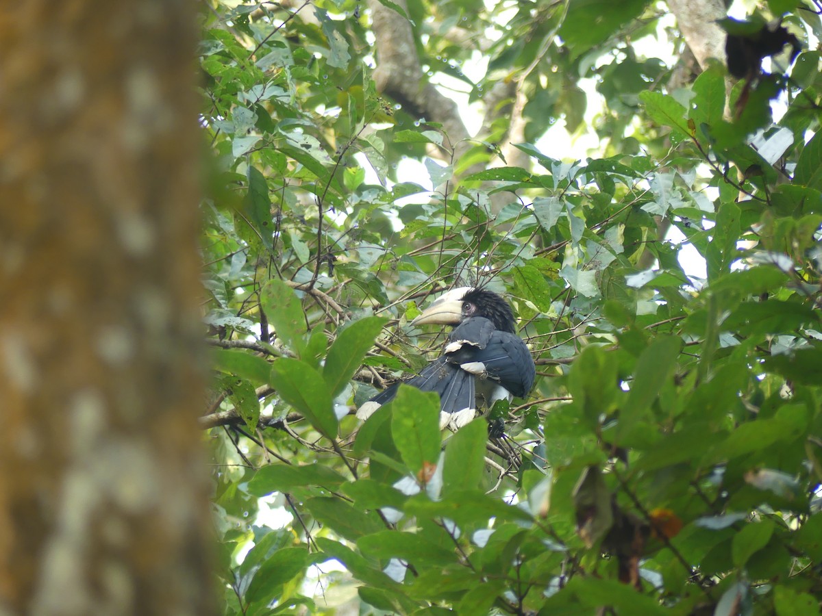 Oriental Pied-Hornbill - ML646689035