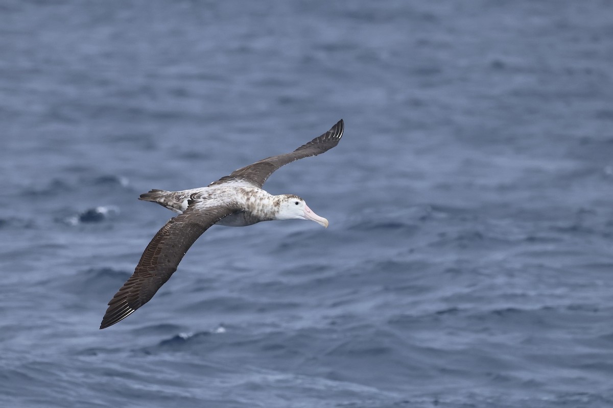 Antipodean Albatross (Gibson's) - ML646689036