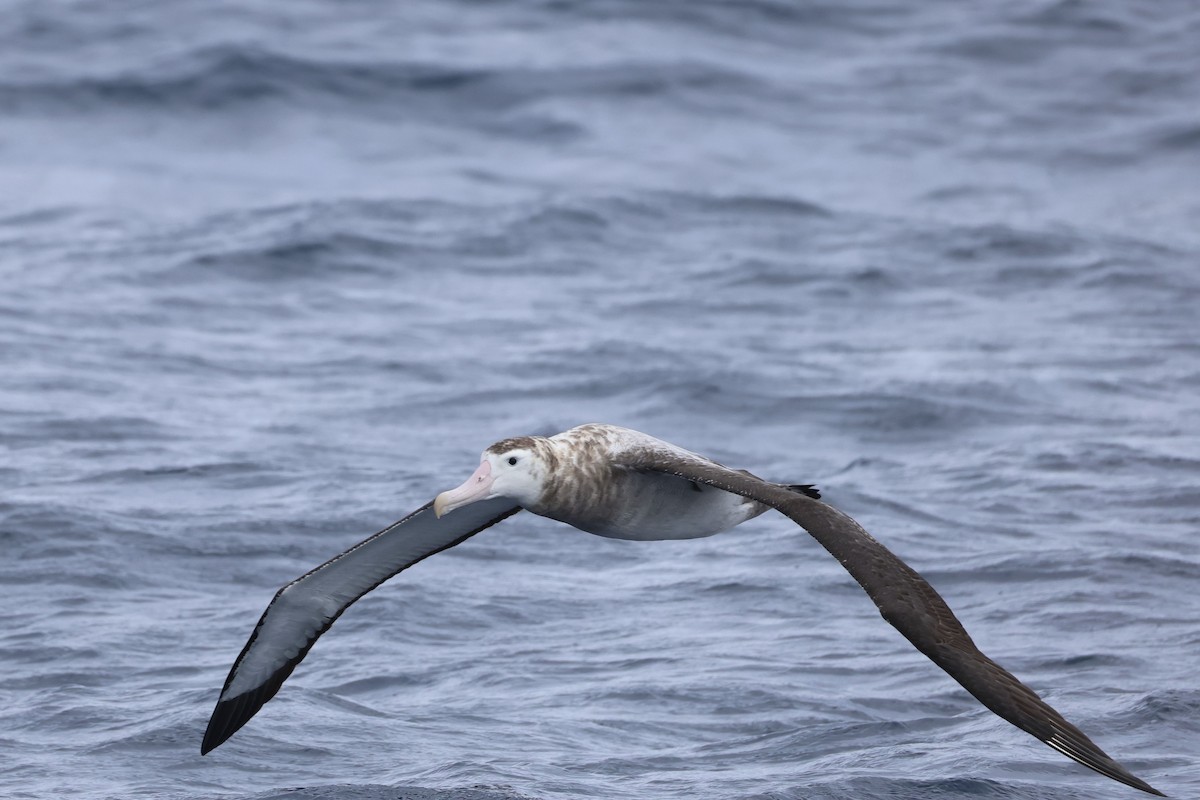 Antipodean Albatross (Gibson's) - ML646689037