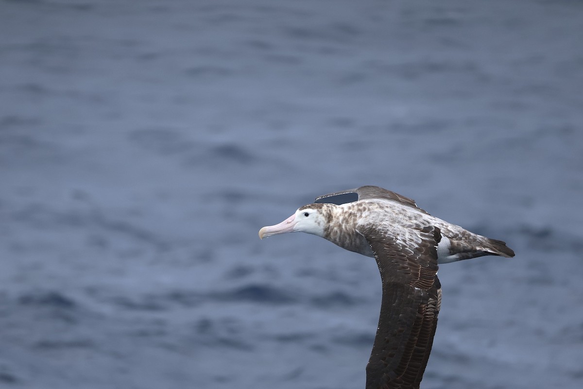 Antipodean Albatross (Gibson's) - ML646689038