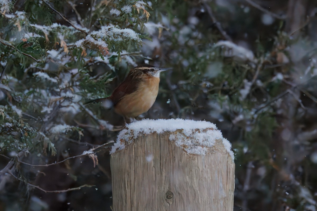 Carolina Wren - ML646689039