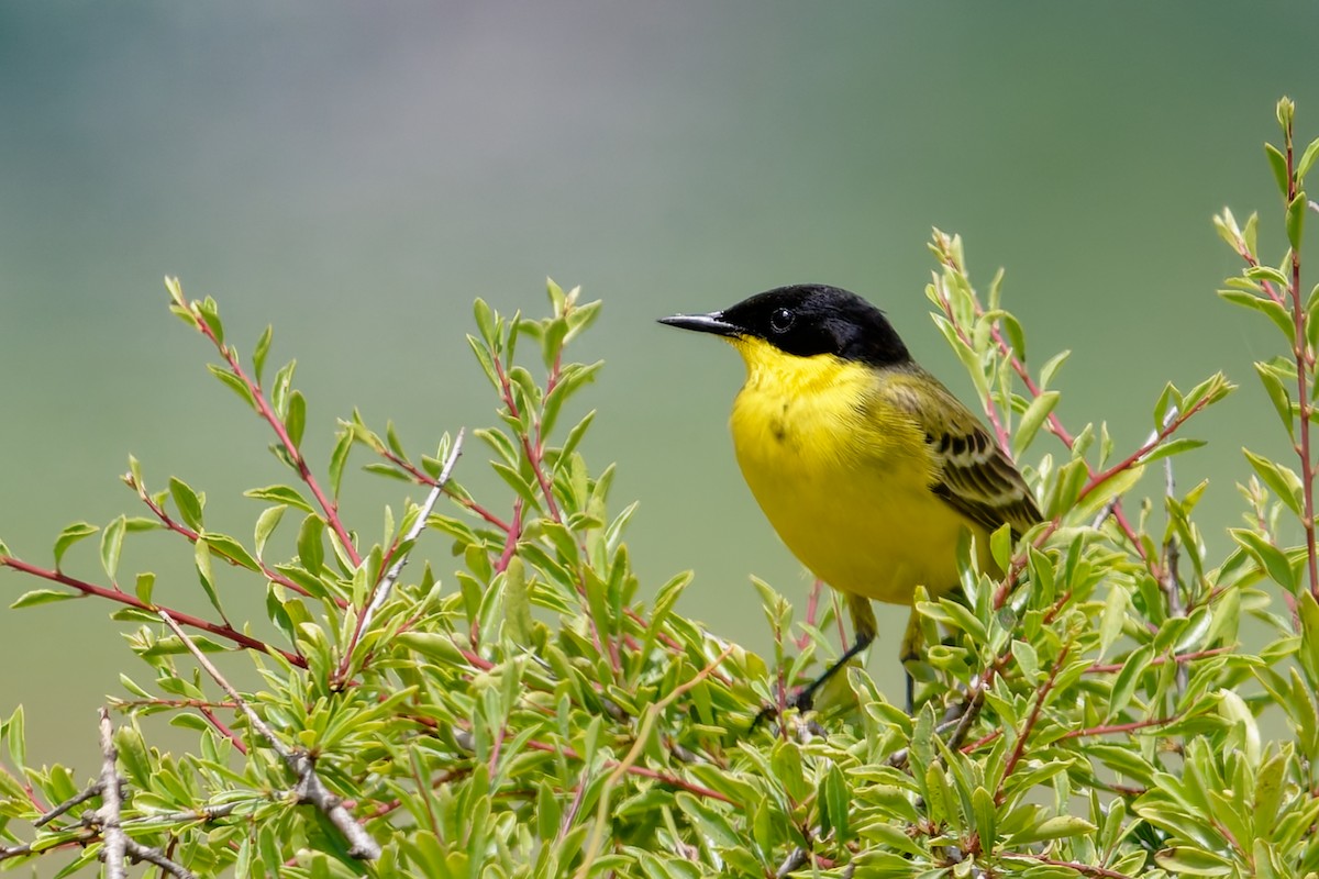 Larre-buztanikara - ML646689040