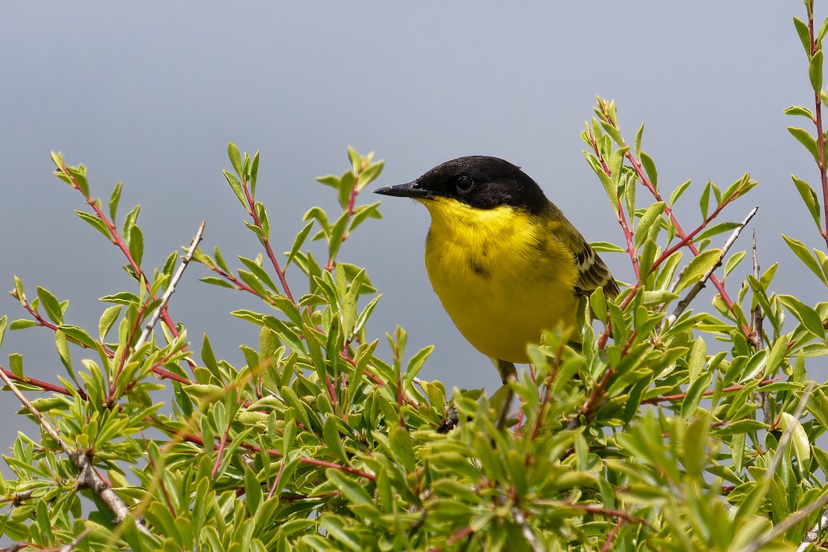 Larre-buztanikara - ML646689041