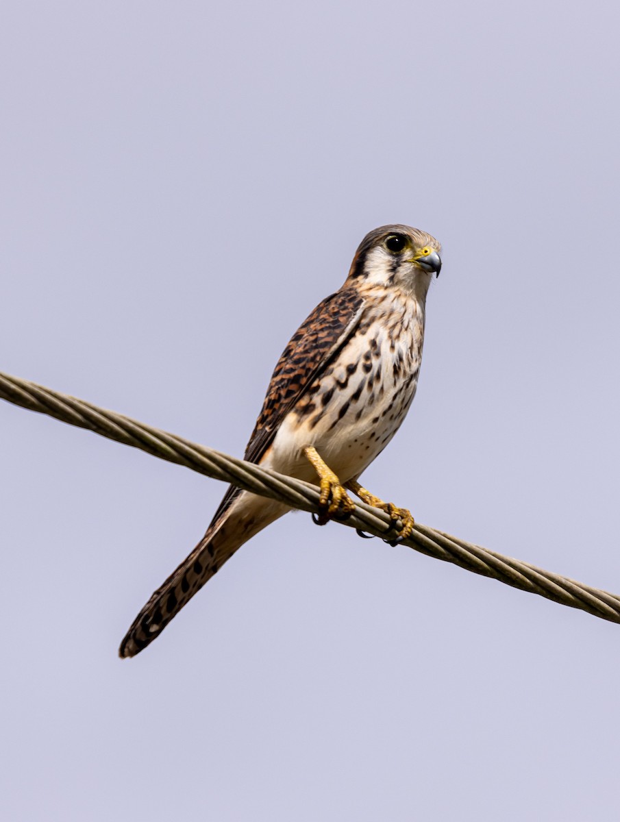 American Kestrel - ML646689043