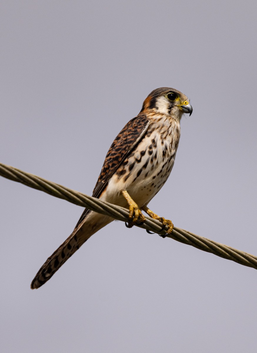 American Kestrel - ML646689044