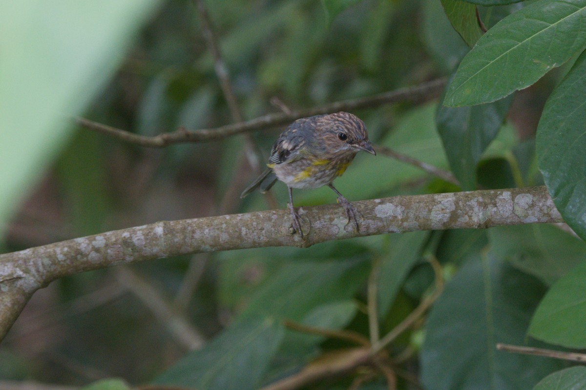 gulbrystflueskvett - ML646689045