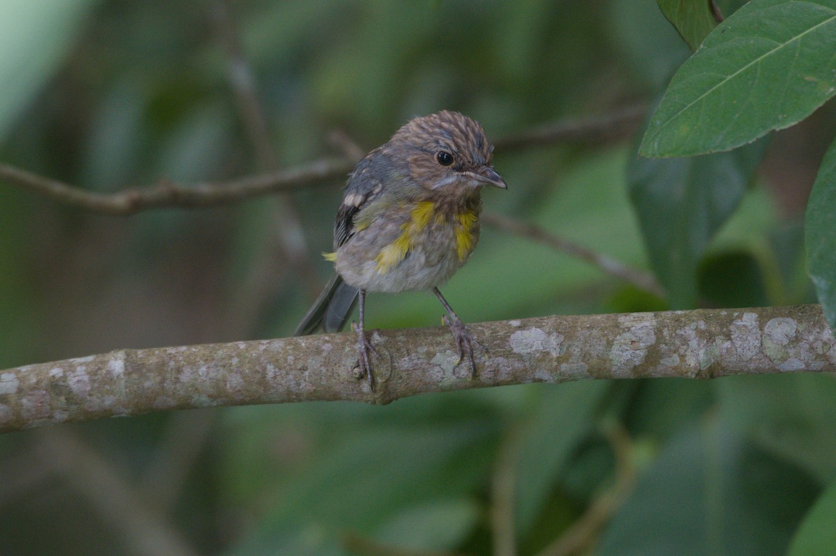 gulbrystflueskvett - ML646689046