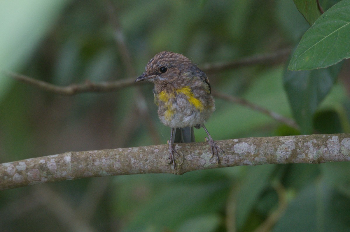 gulbrystflueskvett - ML646689047