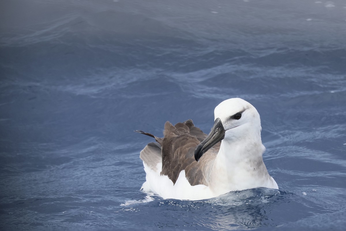 Albatros bekainduna - ML646689048