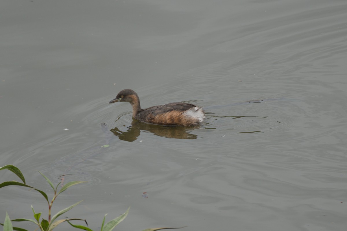 Australasian Grebe - ML646689049