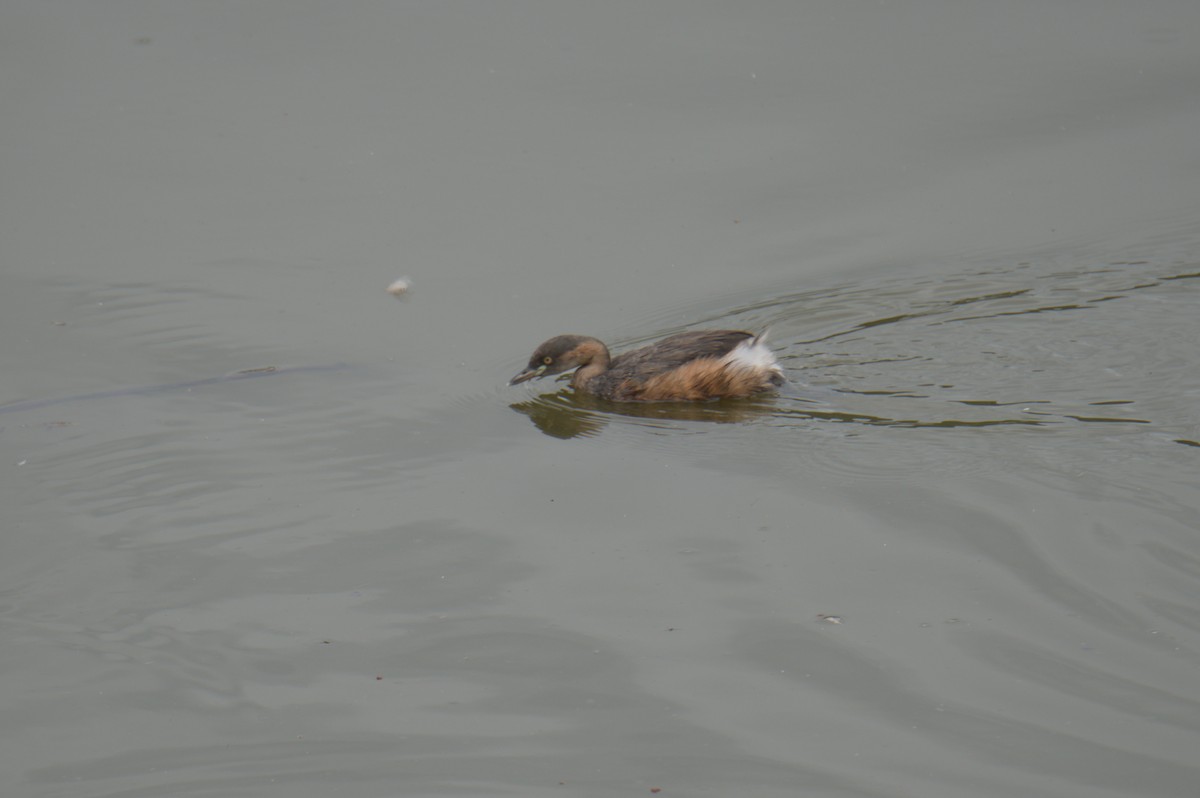 Australasian Grebe - ML646689050