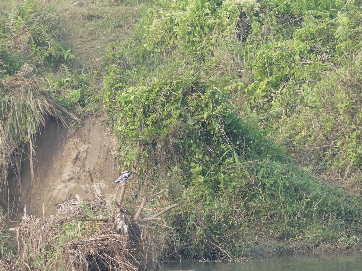 Pied Kingfisher - ML646689051