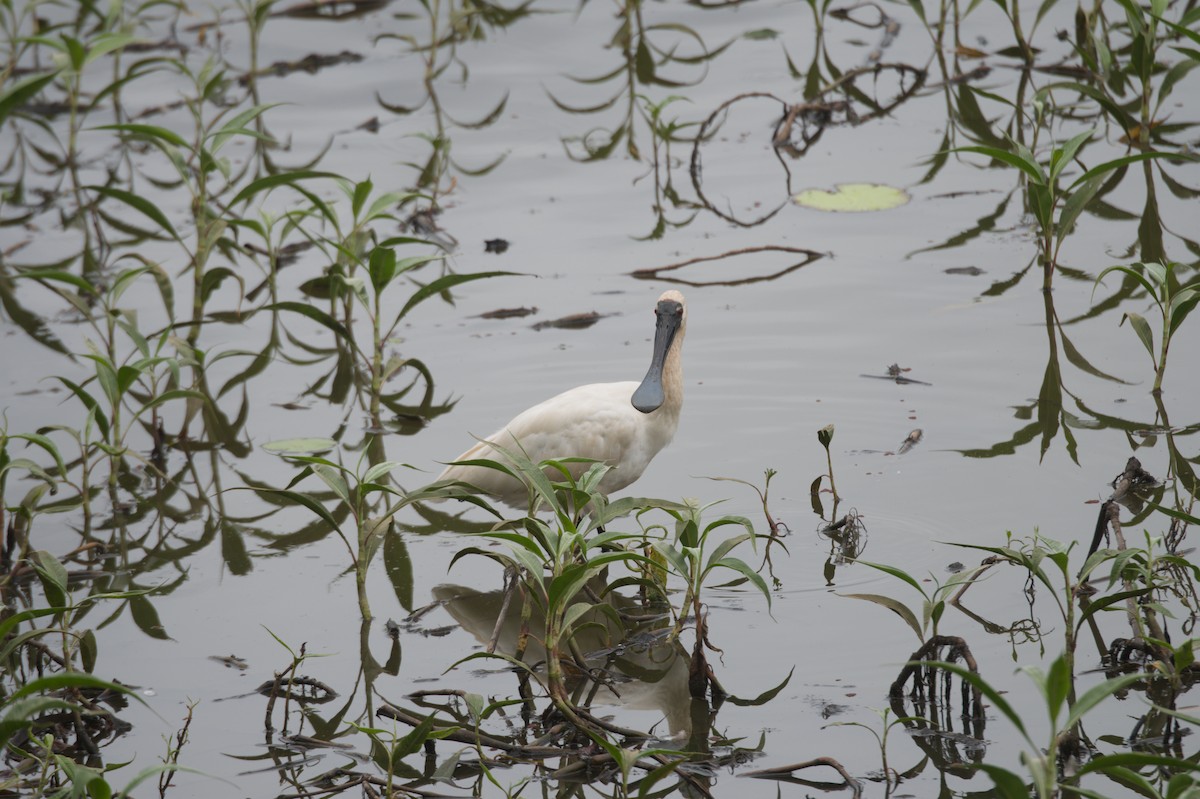 Косар королівський - ML646689053