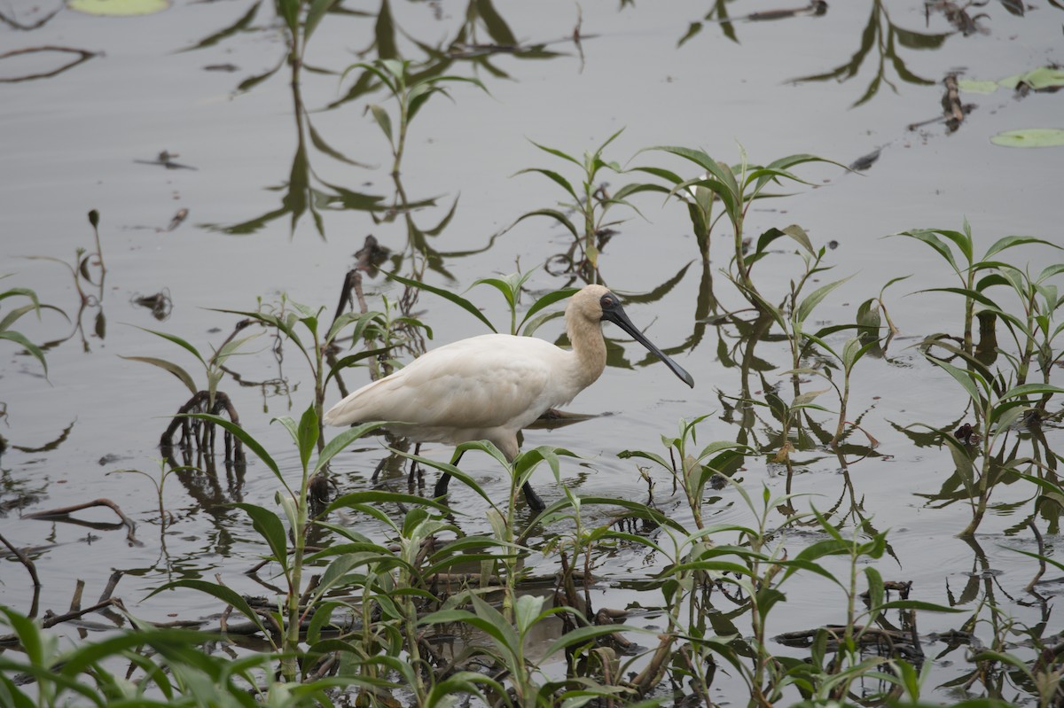 Косар королівський - ML646689054