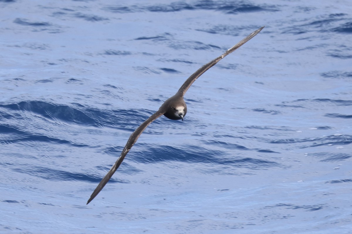 Brai musuzuria - ML646689055