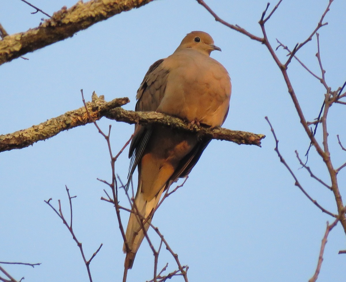 Uzun Kuyruklu Kumru - ML646689056