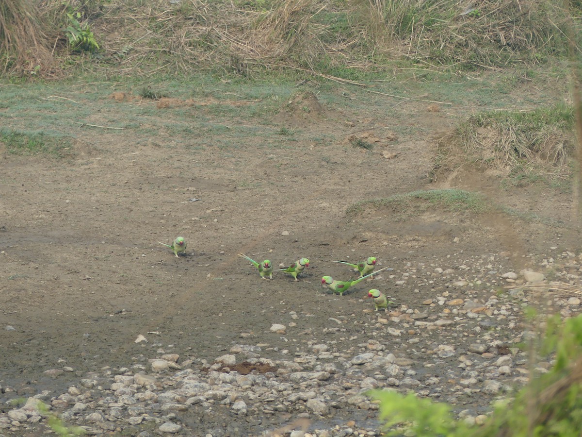 Alexandrine Parakeet - ML646689057