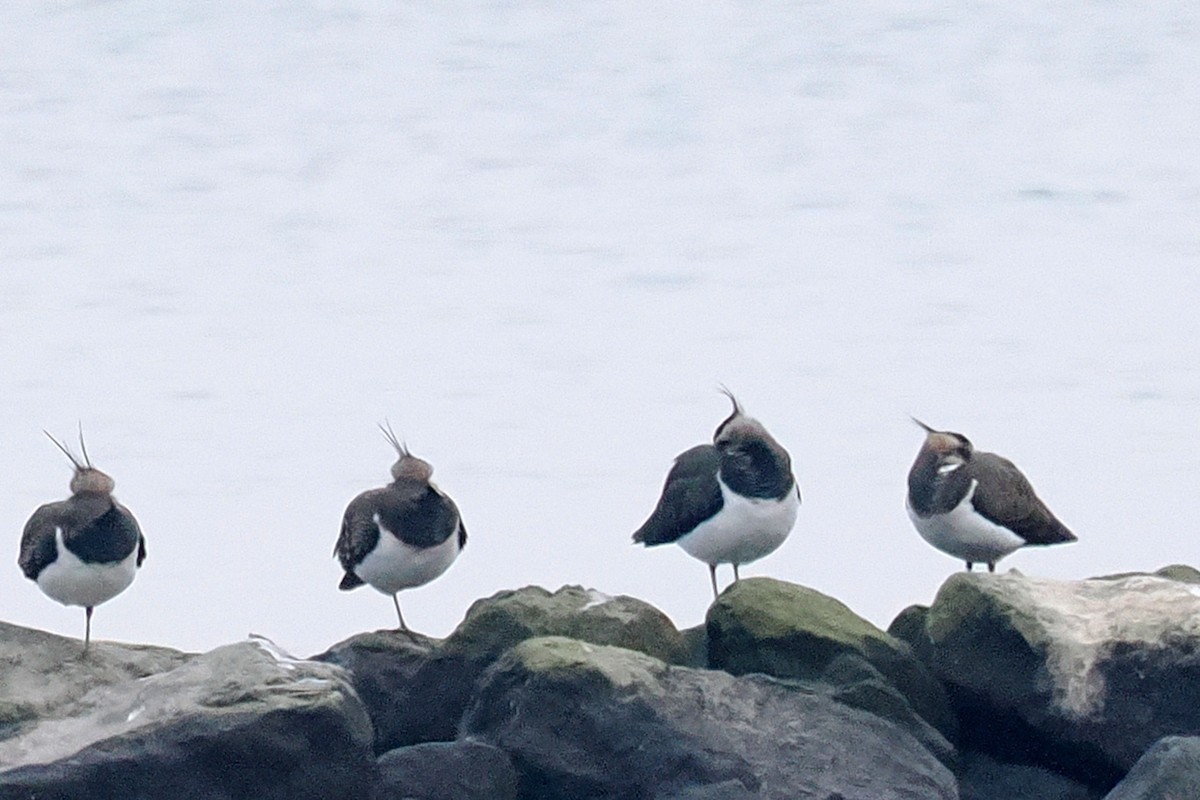 Northern Lapwing - ML646689058