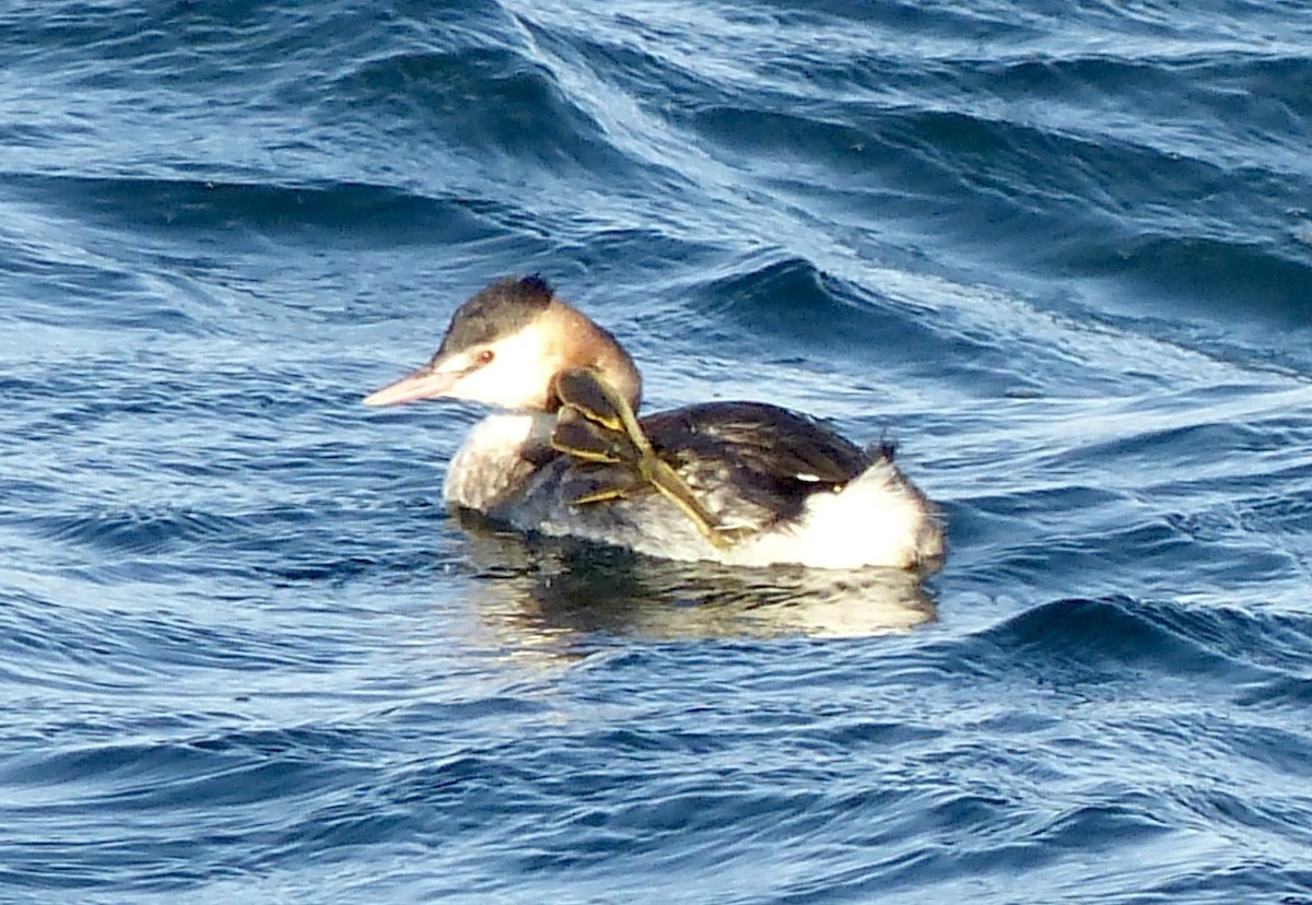 Great Crested Grebe - ML646689059