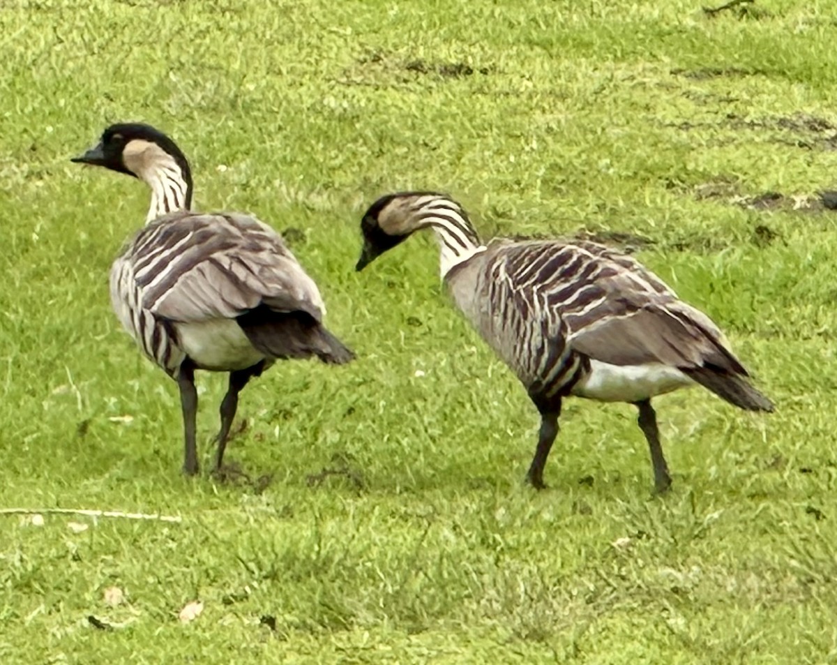 Hawaiian Goose - ML646689063
