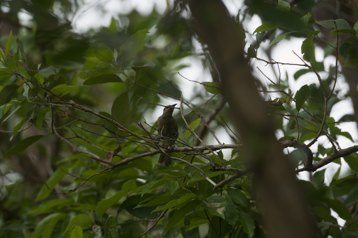 Macleay's Honeyeater - ML646689064