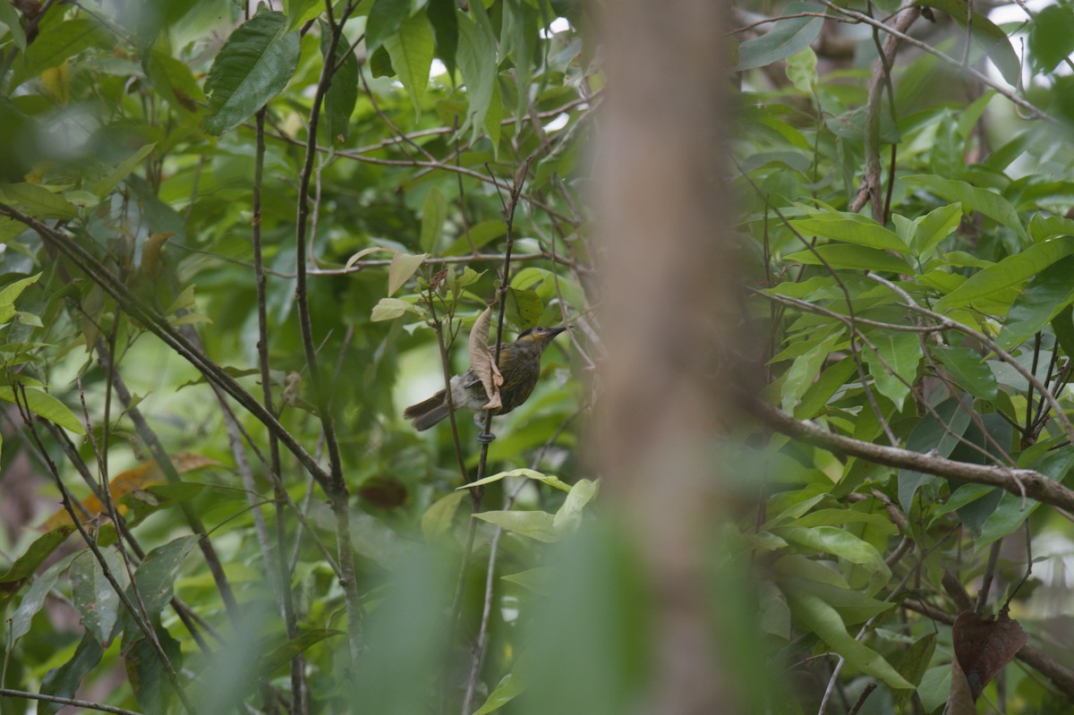 Macleay's Honeyeater - ML646689068