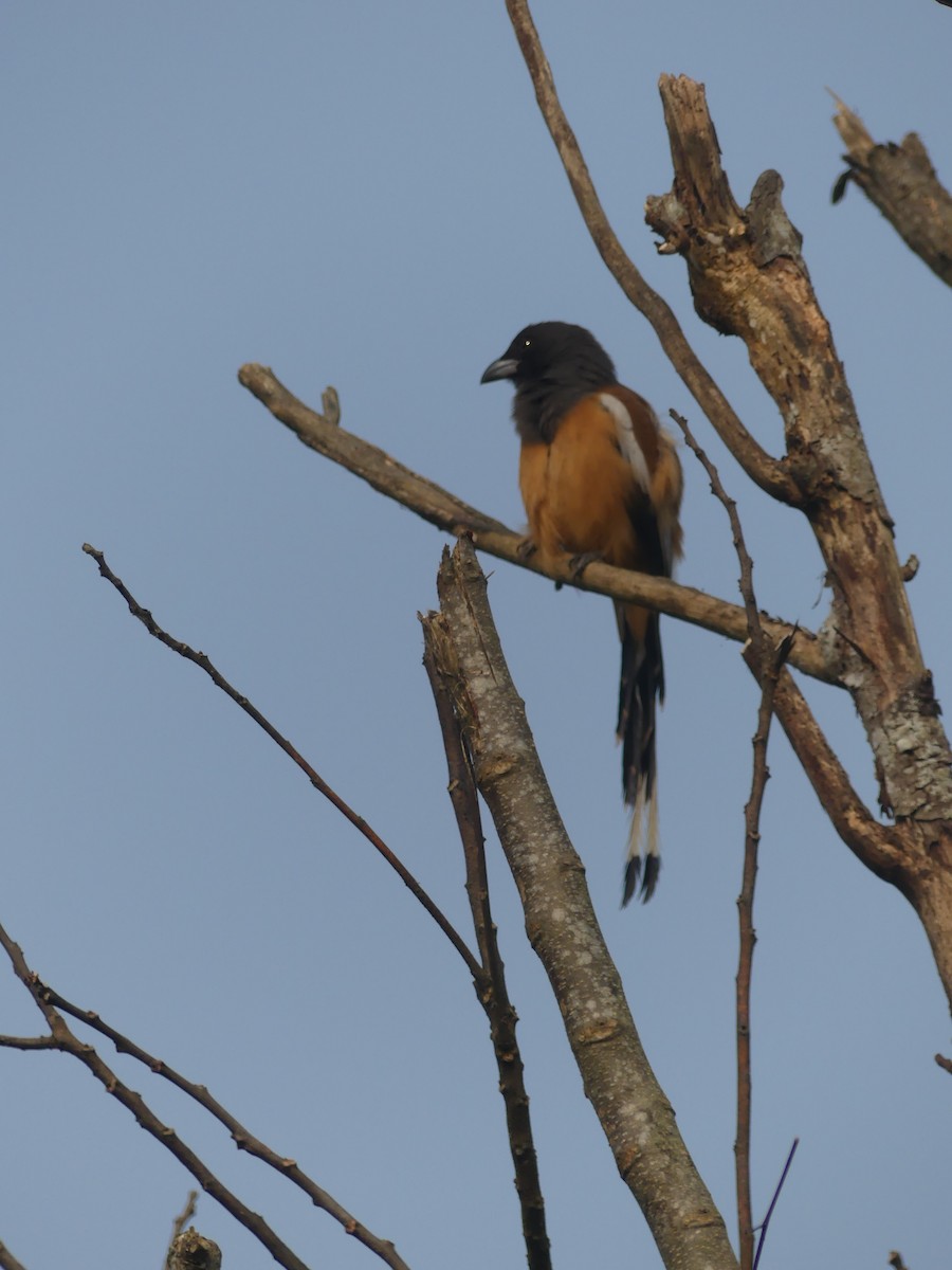 Rufous Treepie - ML646689069