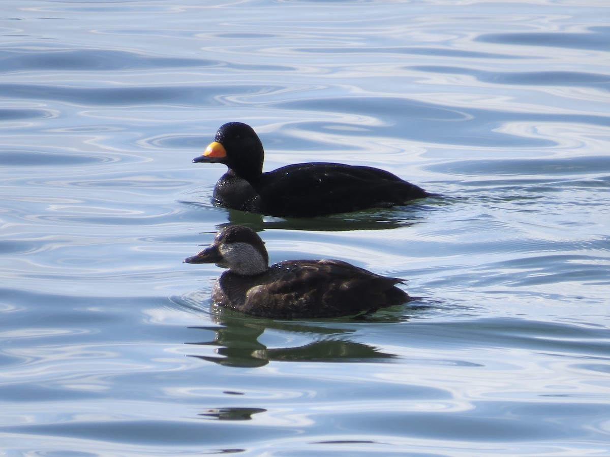 Black Scoter - ML646689070