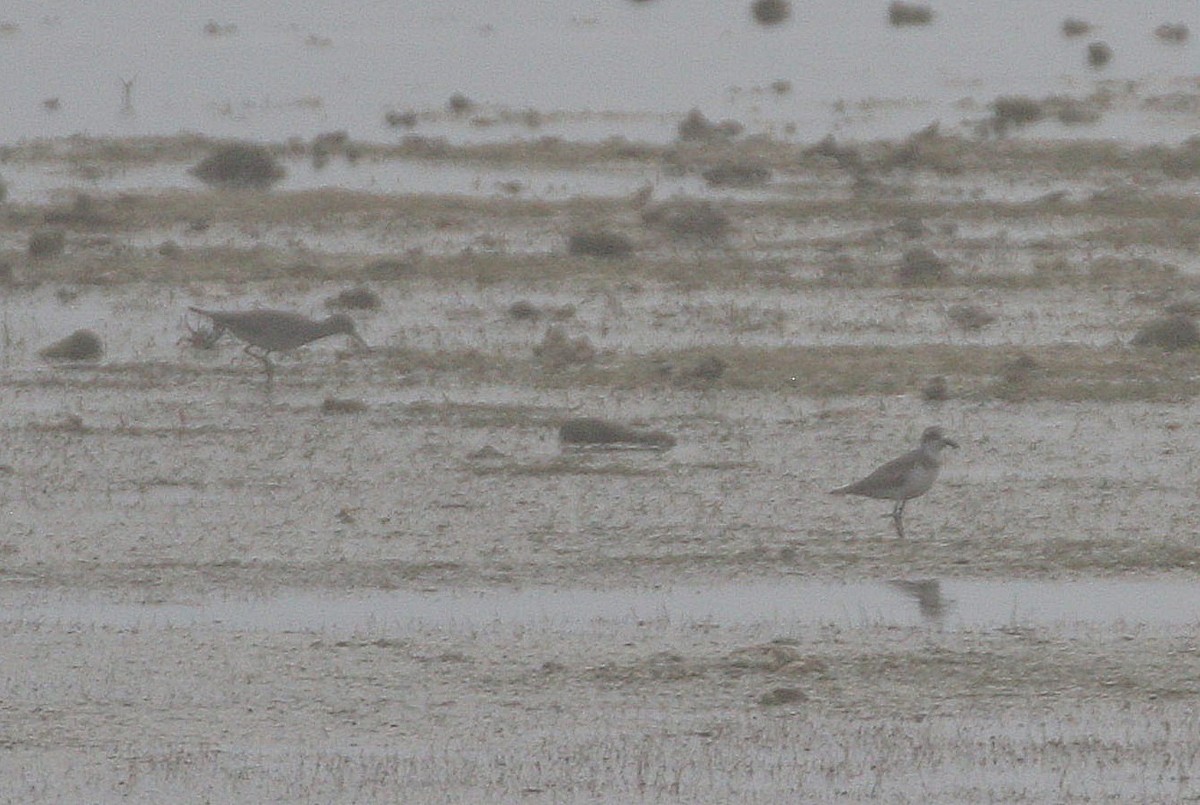 shorebird sp. - ML646689071