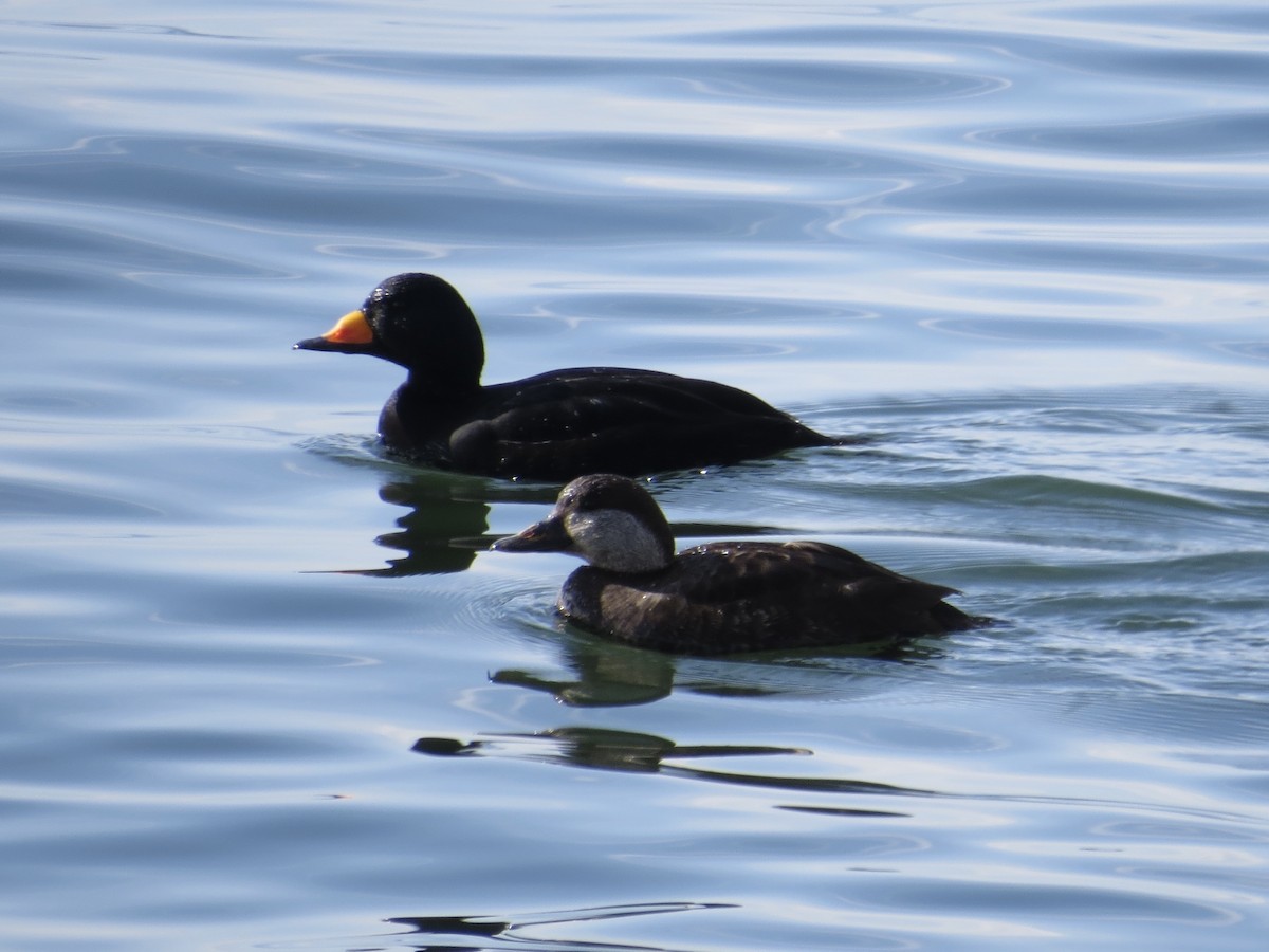 Black Scoter - ML646689072