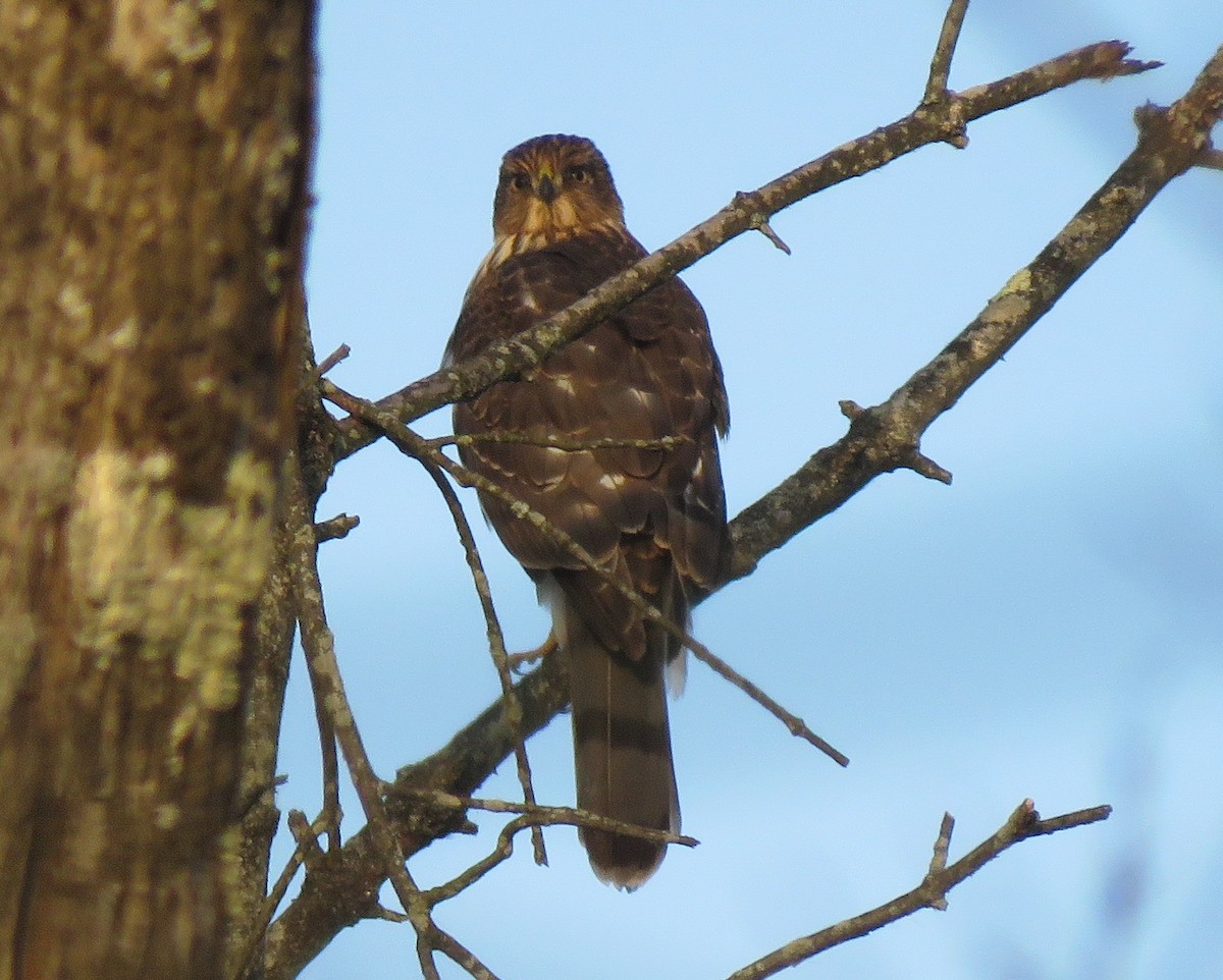 Cooper's Hawk - ML646689073