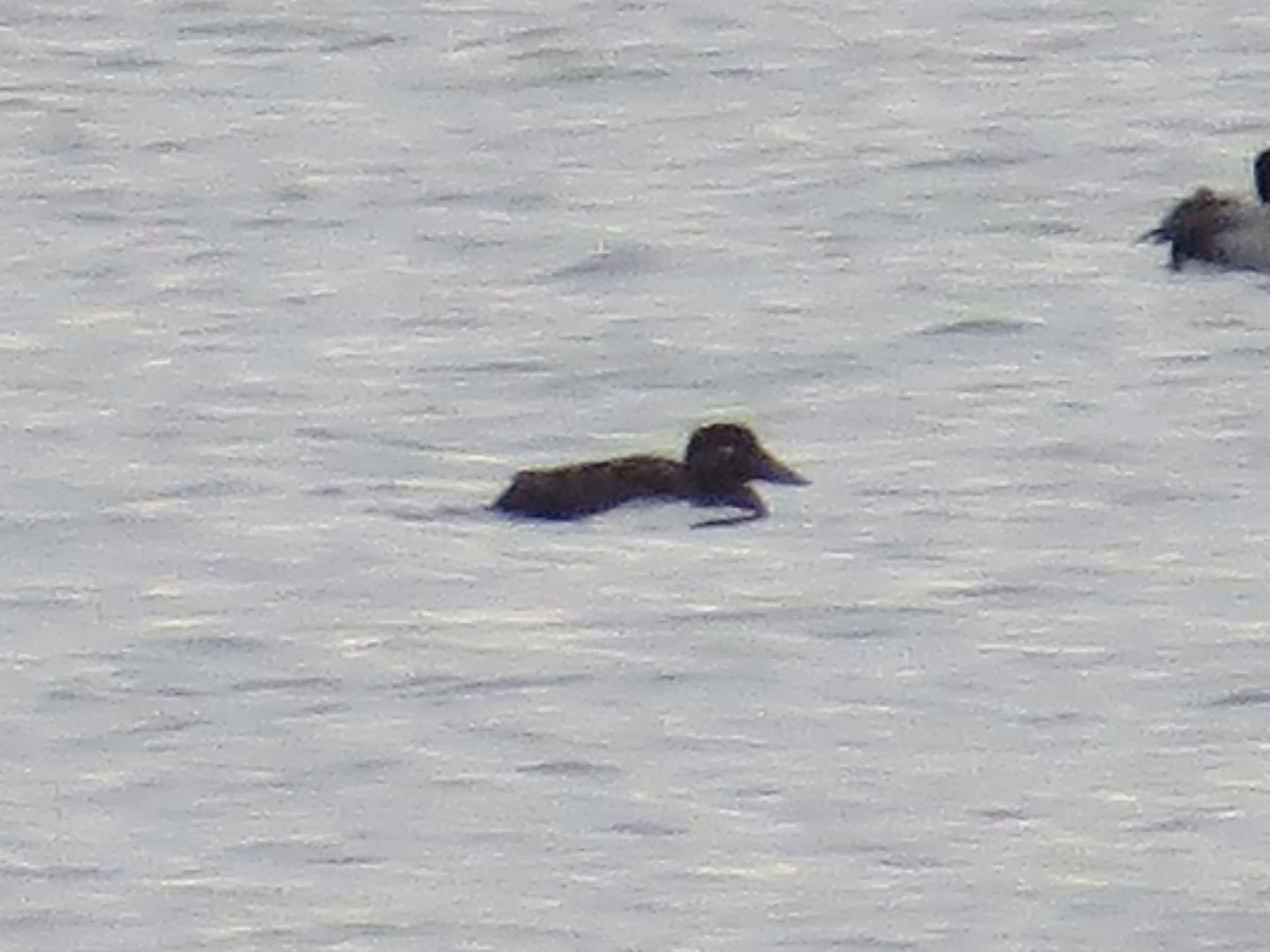 Surf Scoter - ML646689075