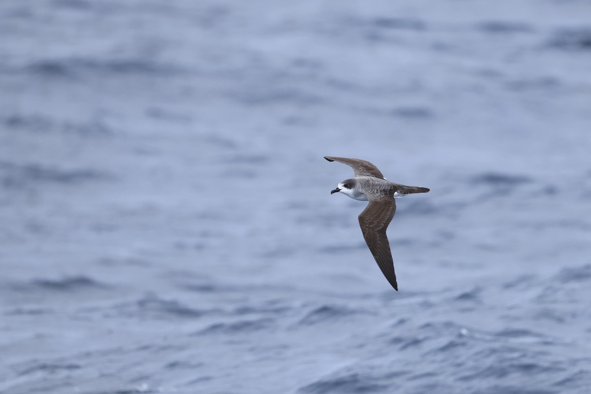 Barauko braia - ML646689076