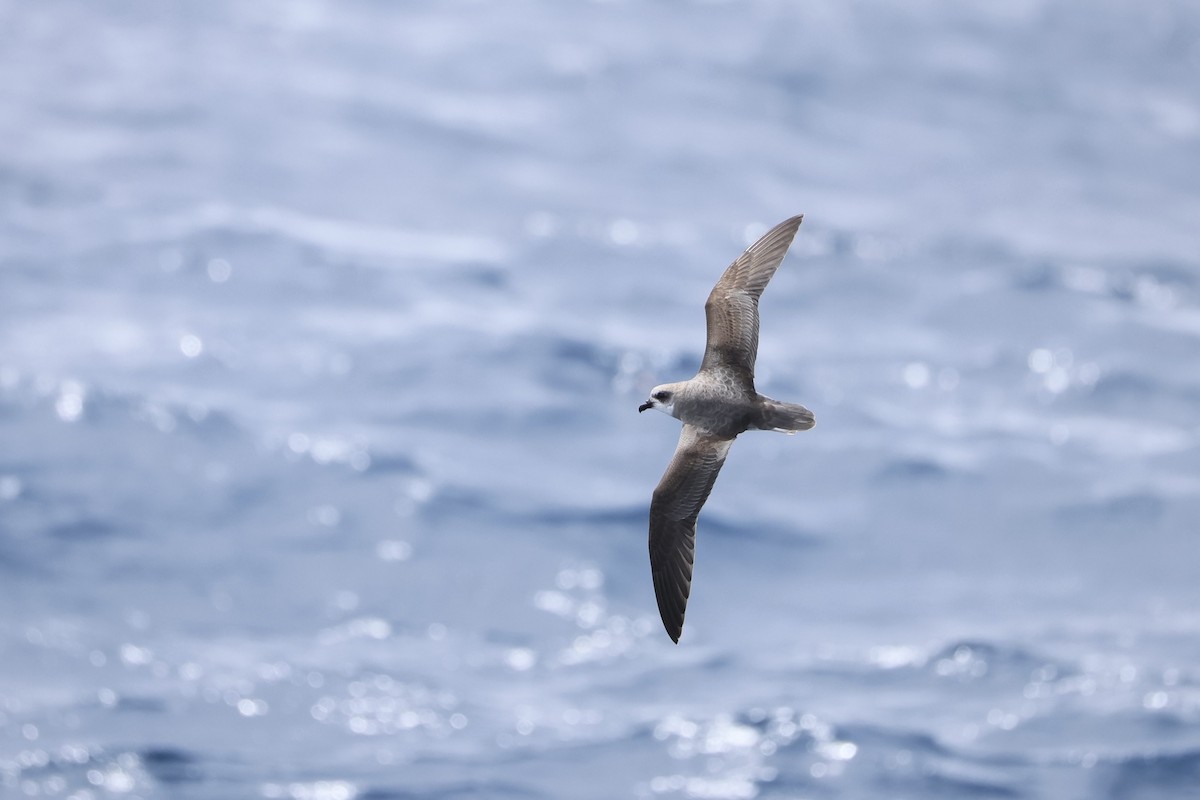 Barauko braia - ML646689077