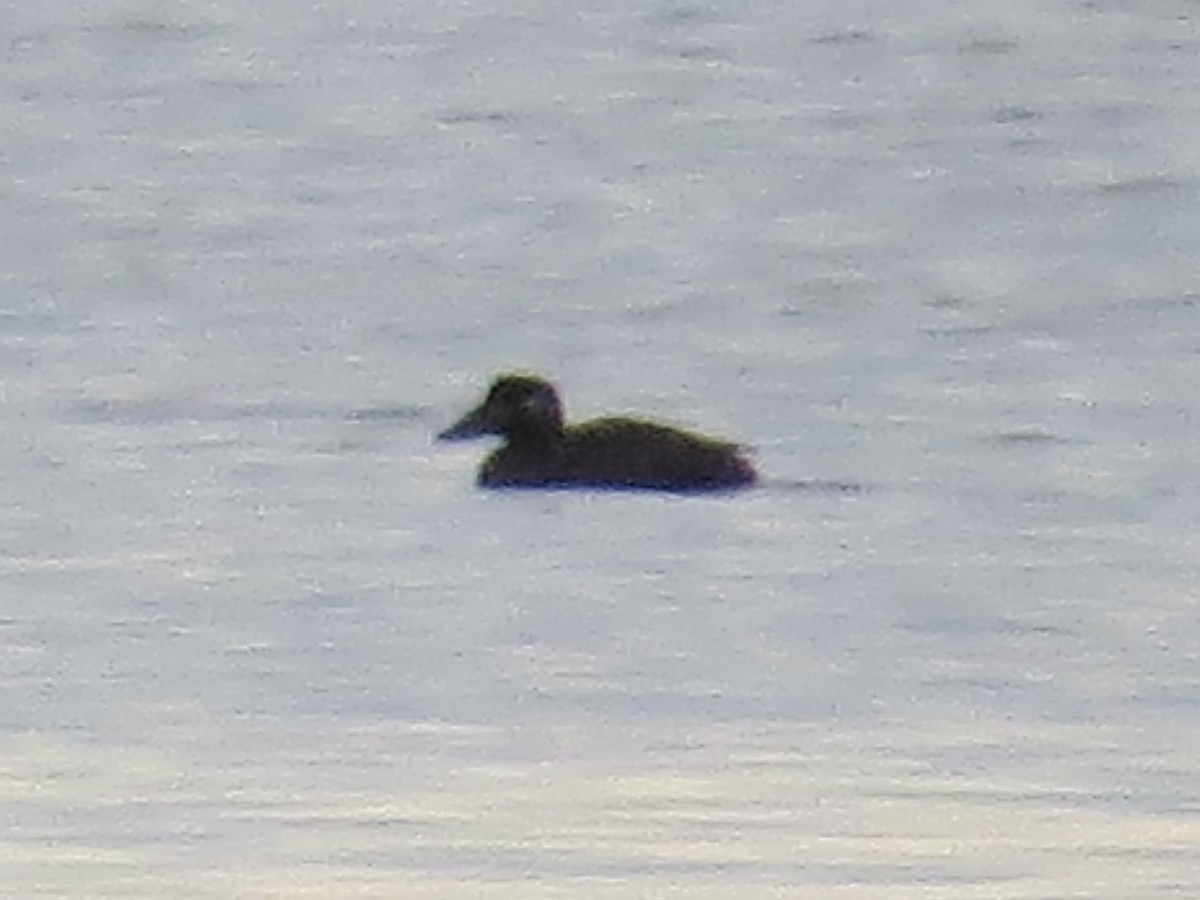 Surf Scoter - ML646689079