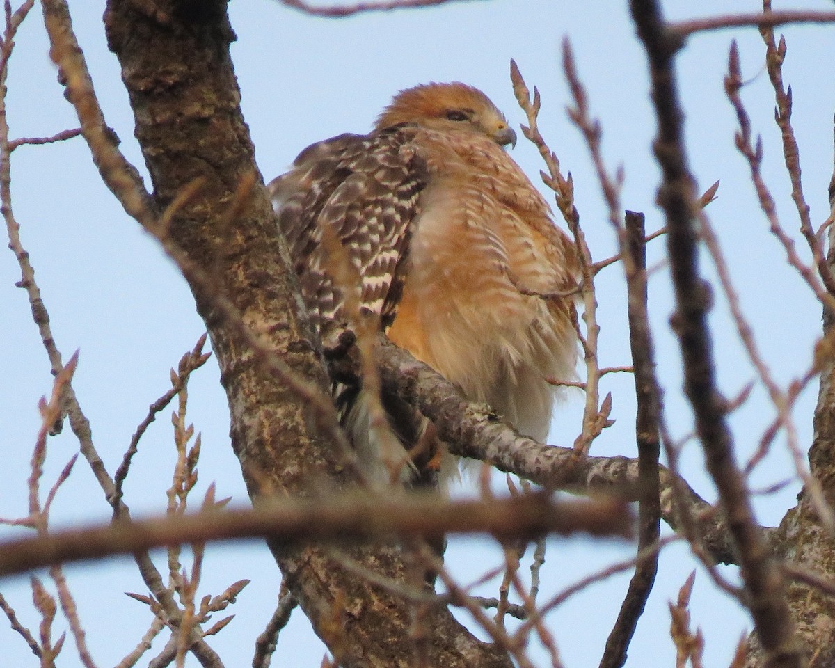 Red-shouldered Hawk - ML646689082