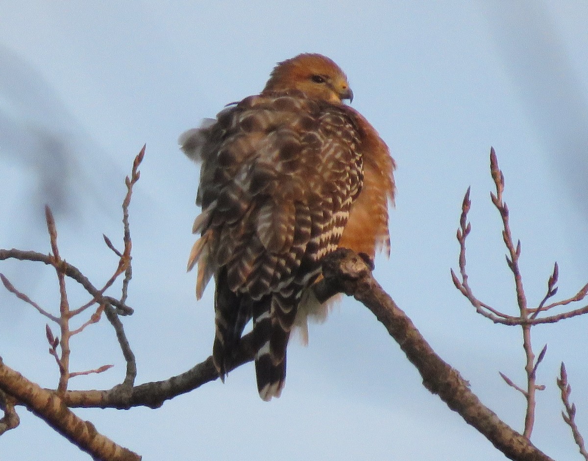 Red-shouldered Hawk - ML646689083