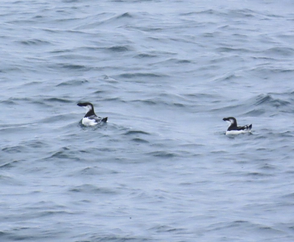 Razorbill - ML646689084