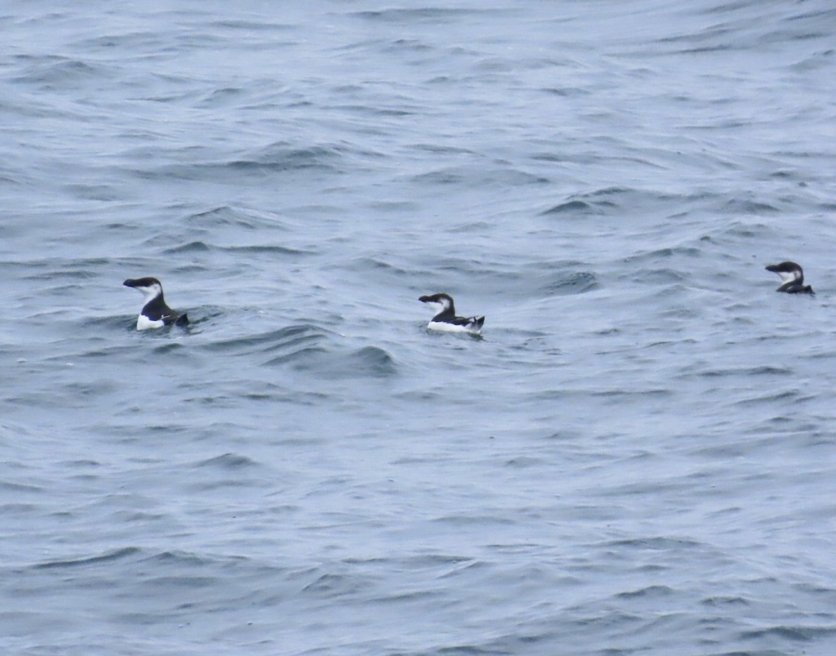 Razorbill - ML646689085