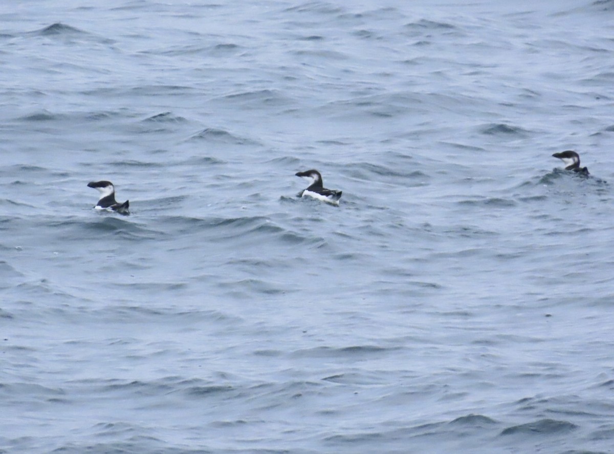 Razorbill - ML646689086