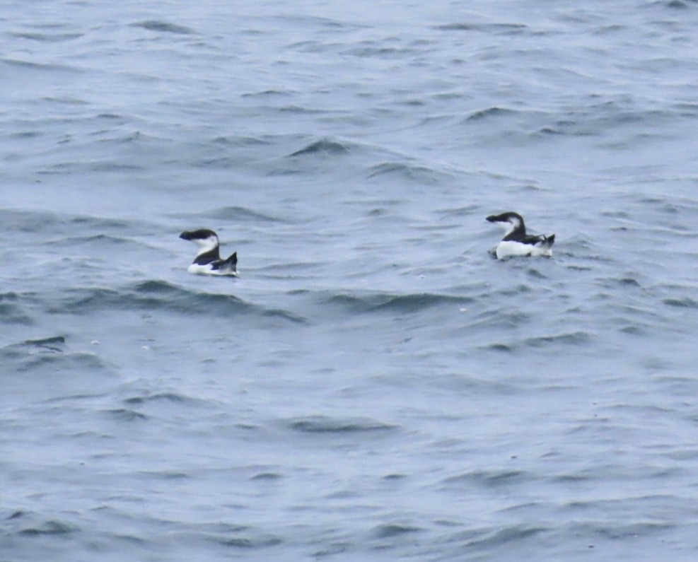 Razorbill - ML646689087