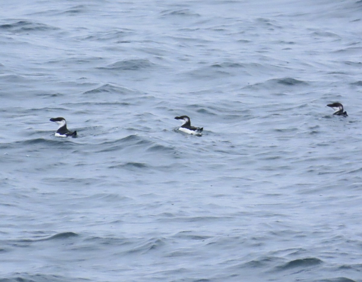 Razorbill - ML646689088