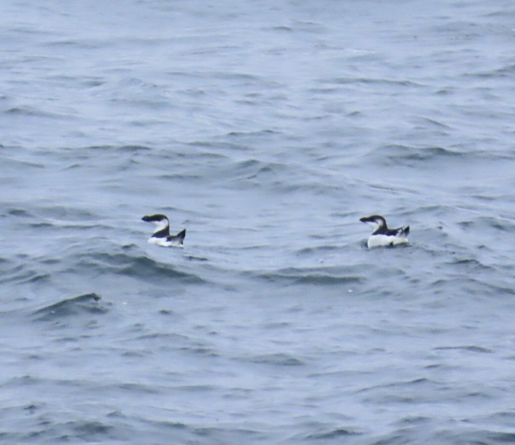 Razorbill - ML646689089