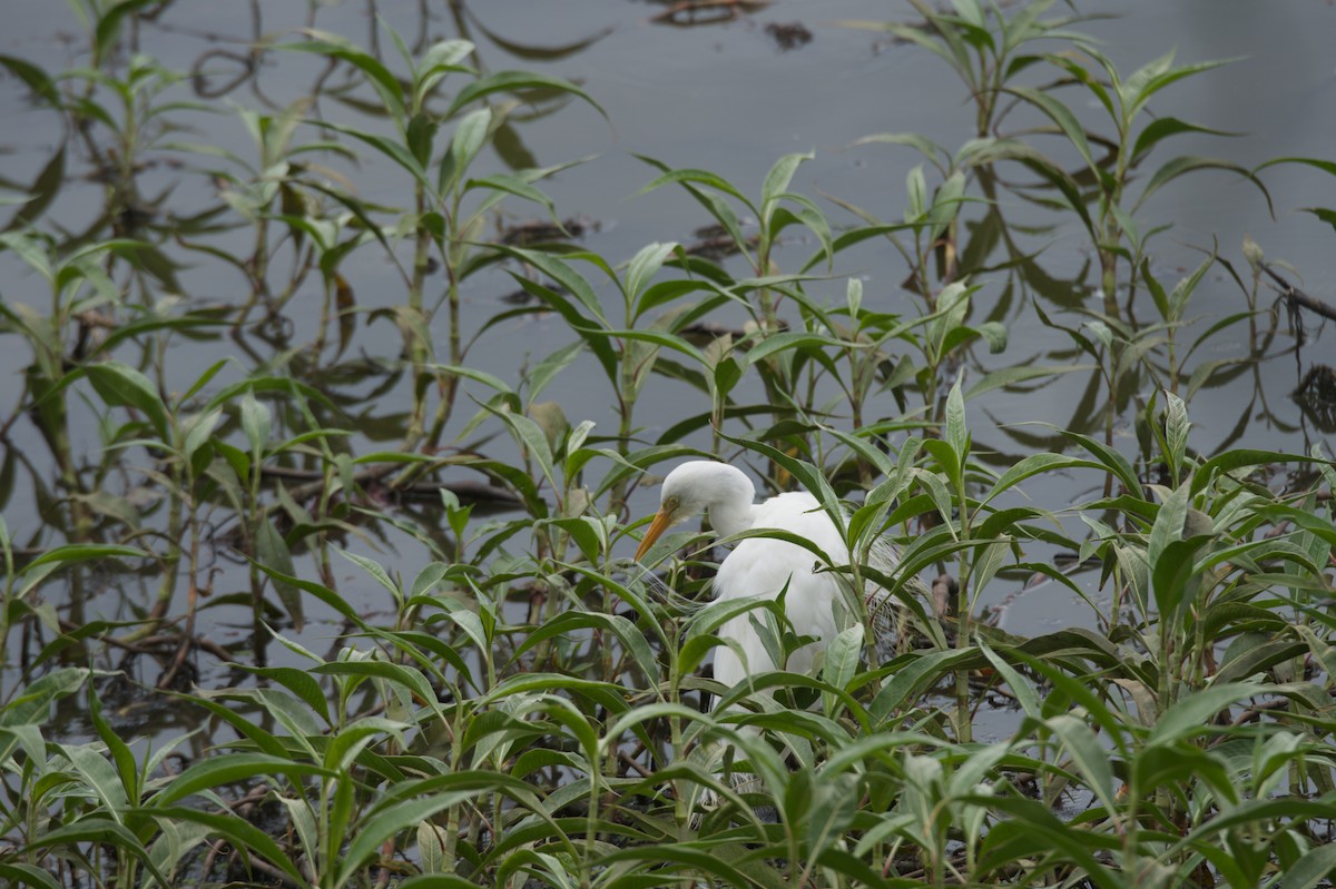 Plumed Egret - ML646689090
