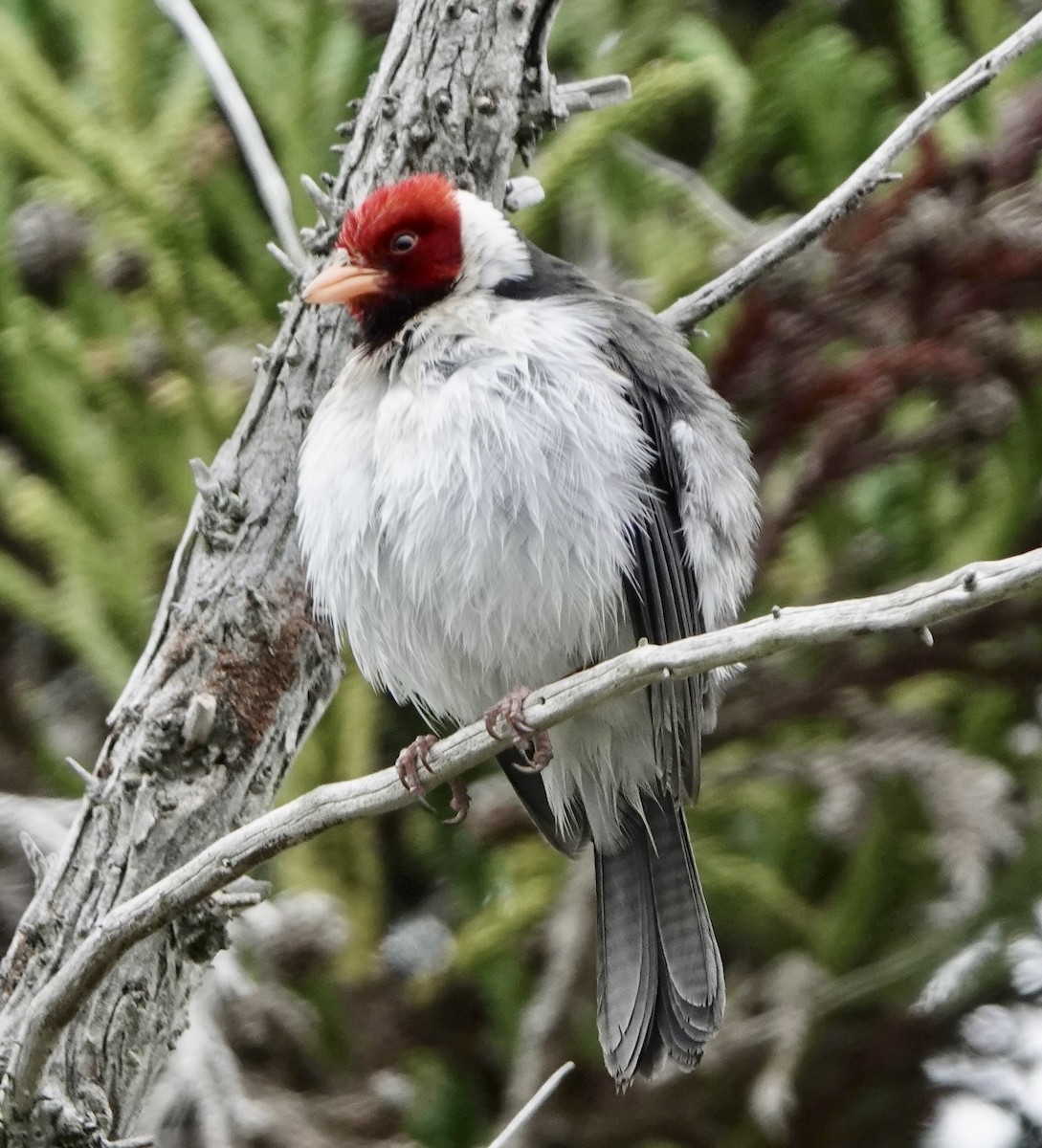 Yellow-billed Cardinal - ML646689091