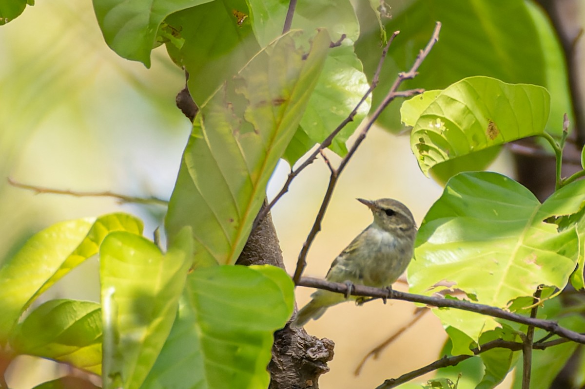 østsanger - ML646689092